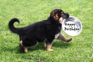Berger Allemand Forum Du Ba Voir Le Sujet Joyeux Anniversaire Pascale Barouk Berger Allemand Forum Du Ba Voir Le Sujet Joyeux Anniversaire Pascale Barouk