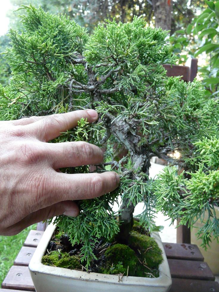 Juniperus doré P1040517