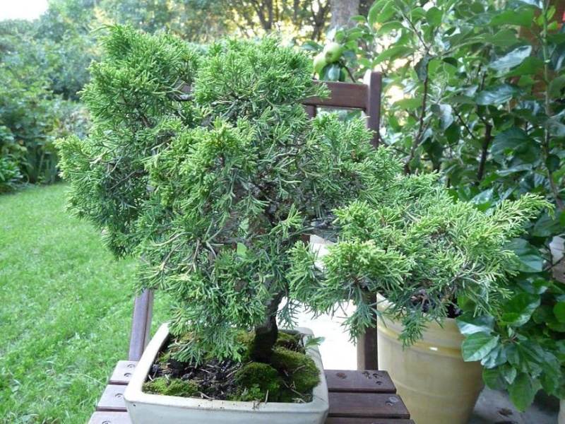 Juniperus doré P1040518