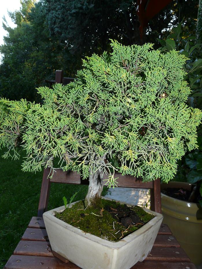 Juniperus doré P1040522