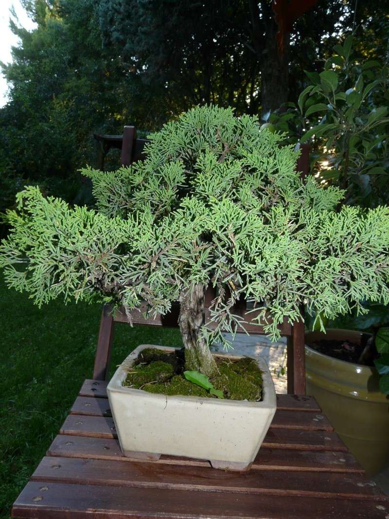 Juniperus doré P1040524