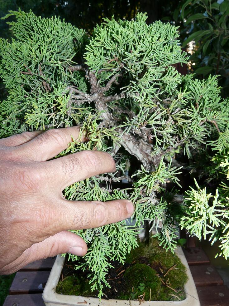 Juniperus doré P1040525