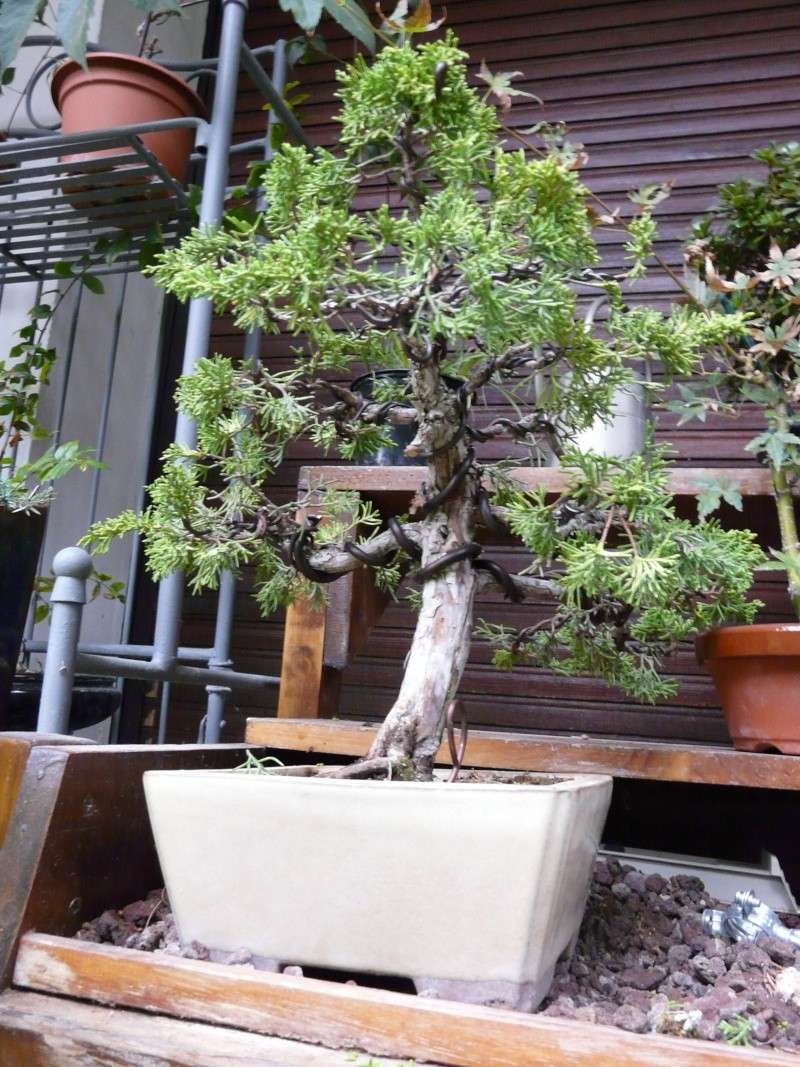 Juniperus doré P1040910