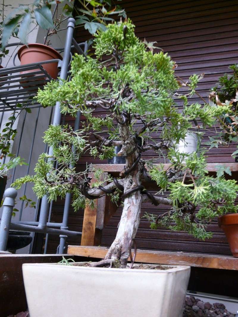 Juniperus doré P1040912