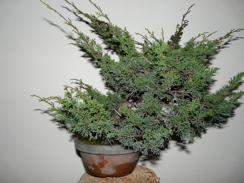 Juniperus Itoigawa  P1040924