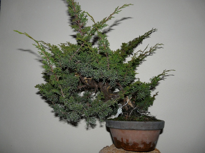 Juniperus Itoigawa  P1040929