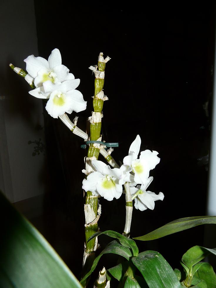floraison sans fin P1050114