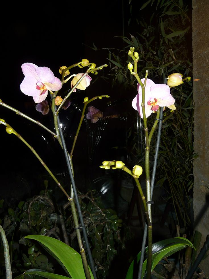 floraison sans fin P1050118