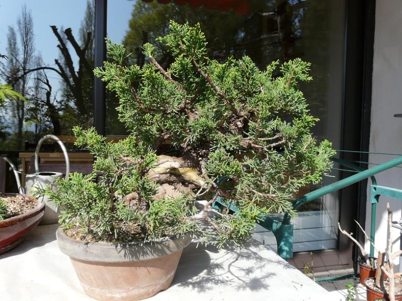 Juniperus Itoigawa  P1050337