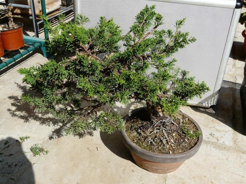 Juniperus Itoigawa  P1050338