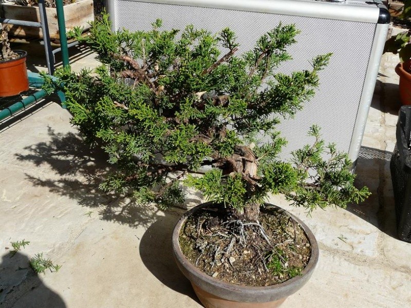 Juniperus Itoigawa  P1050339