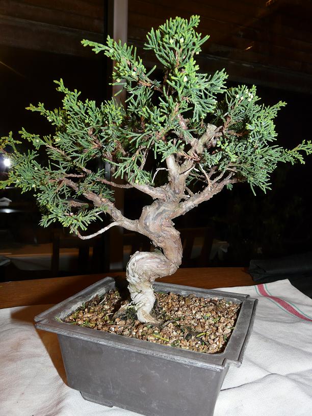Juniperus chinensis P1050353