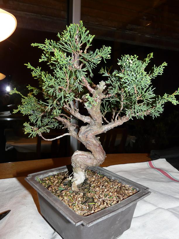Juniperus chinensis P1050354