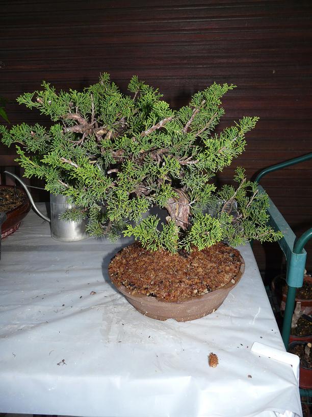 Juniperus Itoigawa  P1050413
