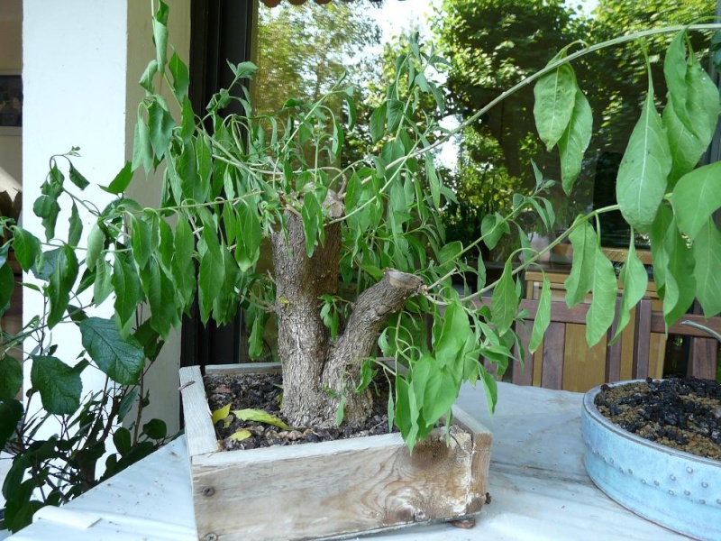 Solanum P1050666