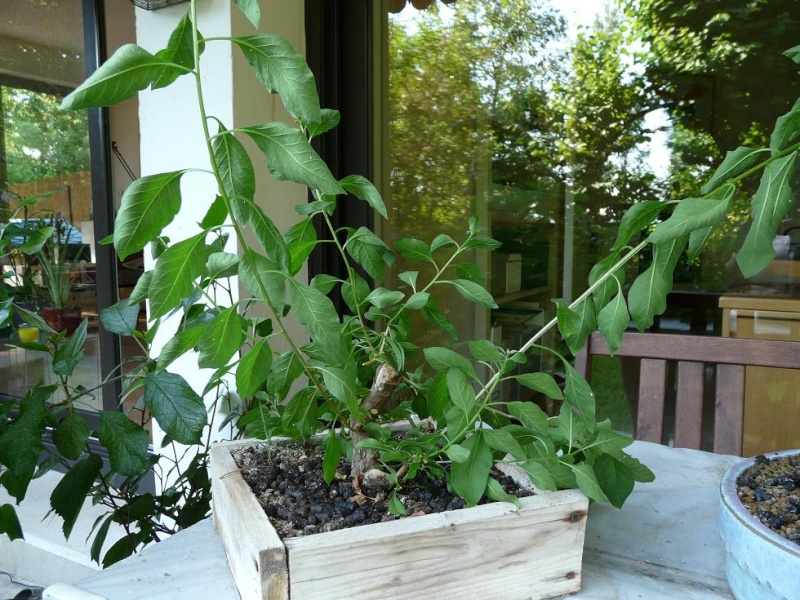 Solanum P1050667