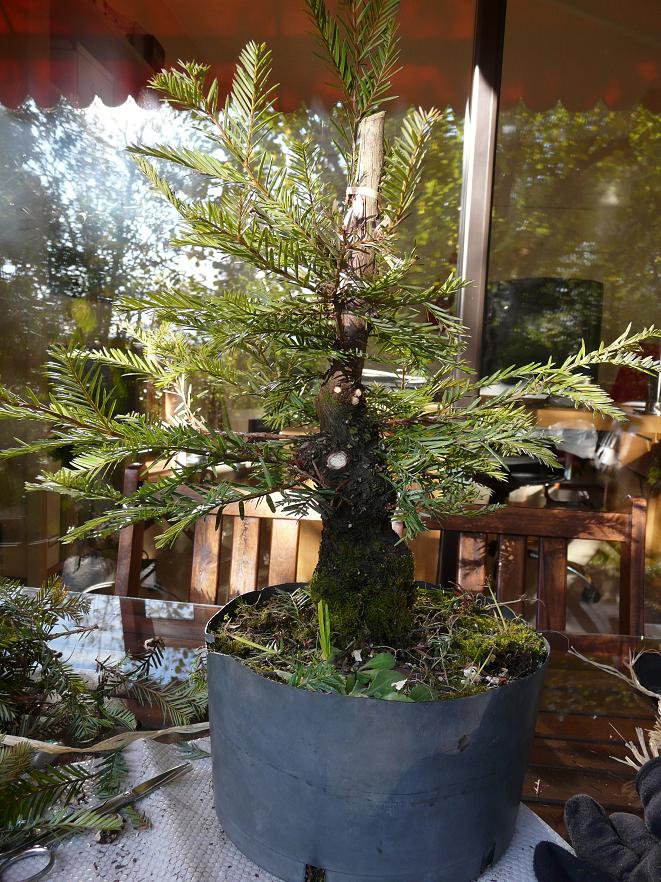 Sequoia Sempervirem P1060425