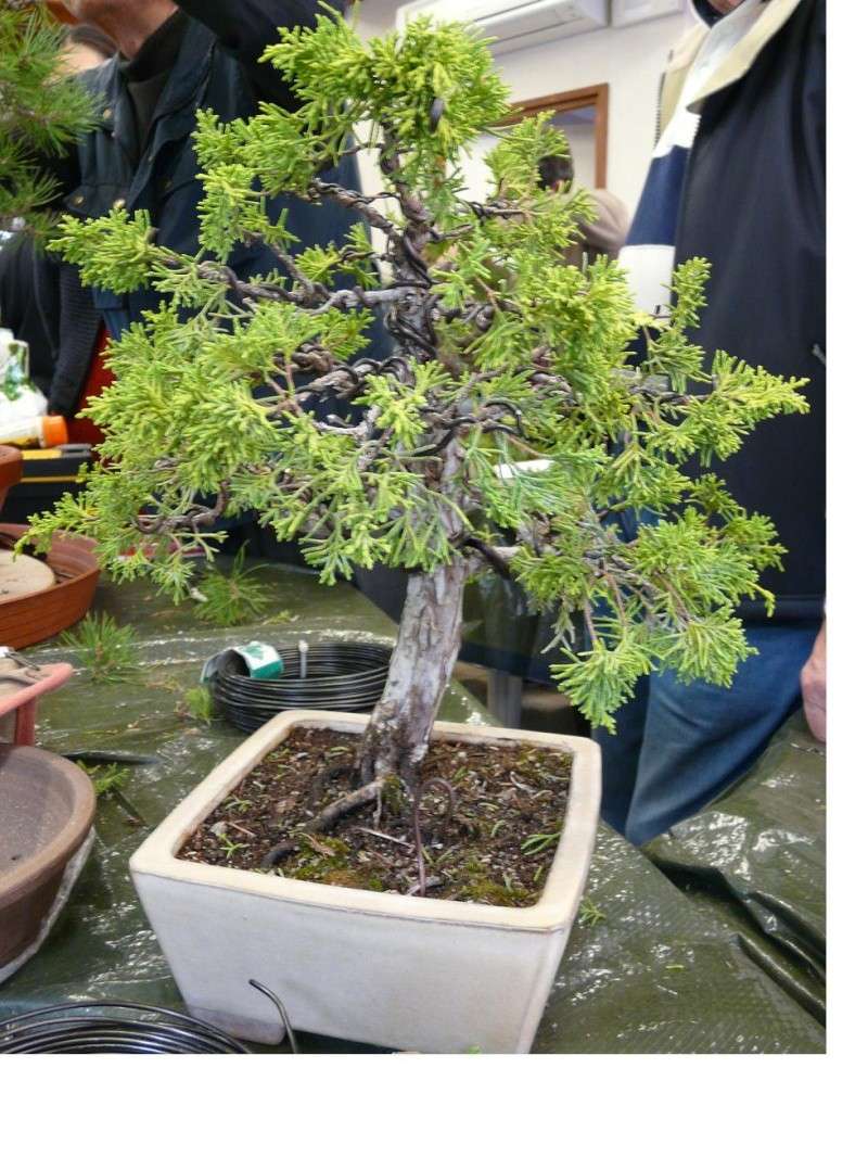 Juniperus doré Sans_t10