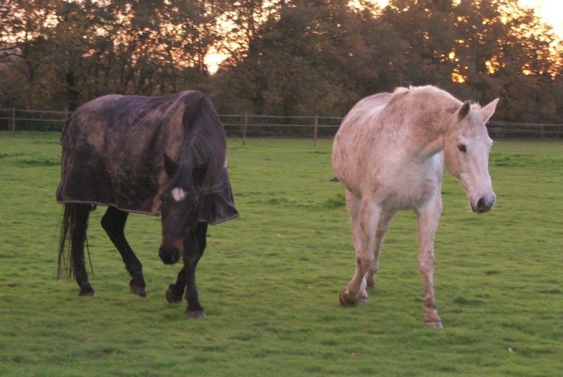 Quitus, 29 ans, adopté en 1999 Chevau25