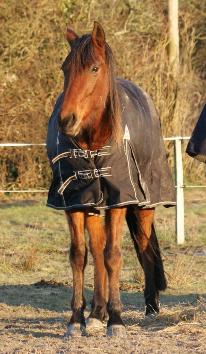 Sire de Lavrignaie, trotteur français, 3 ans, hongre (adopté) Chevau51