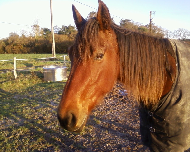 Sire de Lavrignaie, trotteur français, 3 ans, hongre (adopté) Photos11