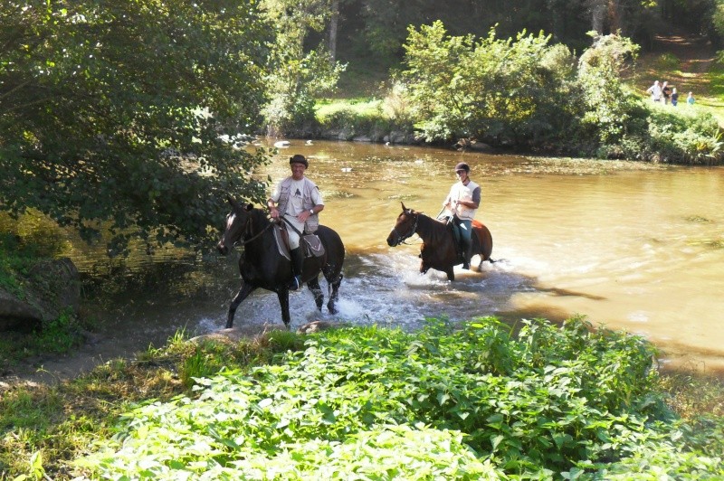 Sire de Lavrignaie, trotteur français, 3 ans, hongre (adopté) Sam_0611