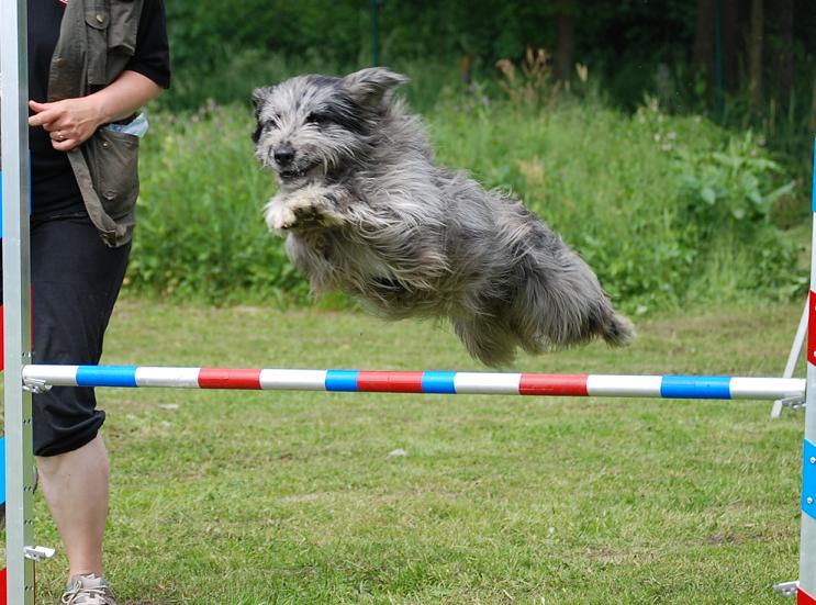 Quelques portraits...et un peu d'agility... Dsc_0139