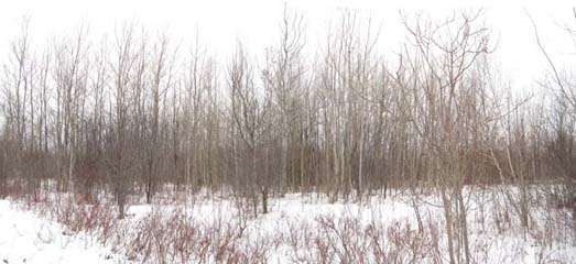 Chasse photo sous la neige C10010