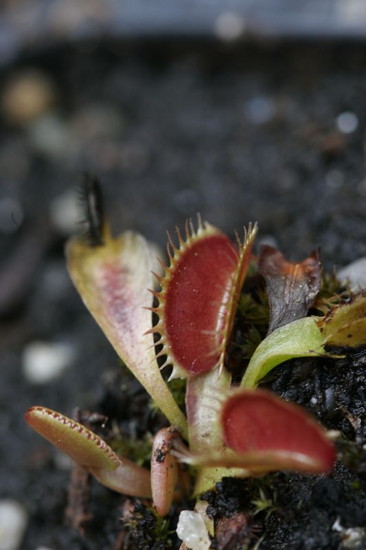 photos en vrac ( dionée, sarra, drosera ) - Page 2 _mg_7117