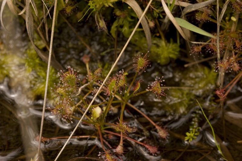 sur le mont finiels ! ( rotundifolia ) - Page 4 Img_8813