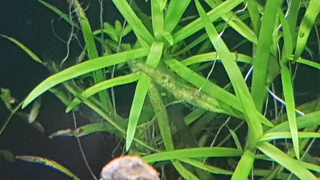 Identification d'algues Algues13