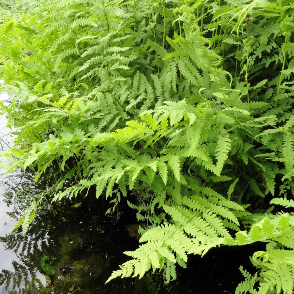 Plantes de bassin en aquarium  Thelyp10