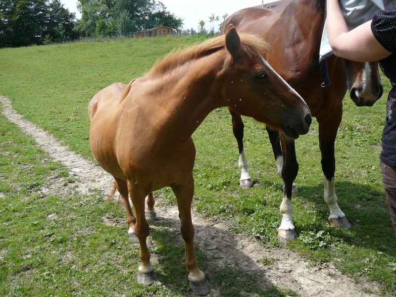 QUETZAL - ONC poney née en 1982 - adoptée en janvier 2011 par Mélanie P1010133