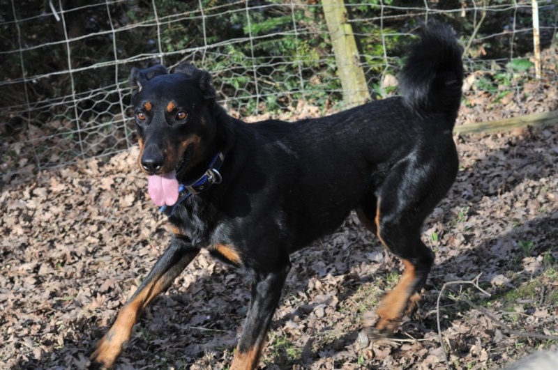 sam beauceron de 4 ans gardien de troupeau Sam03010