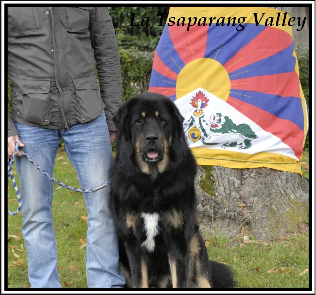 Dhondup male Dogue du Tibet s'est échappé (retrouvé) Dhondu10