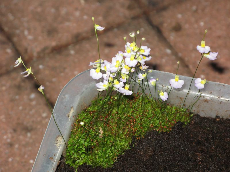 Les plantes carnivores que l'on trouve en jardinerie - Page 2 Utricu13