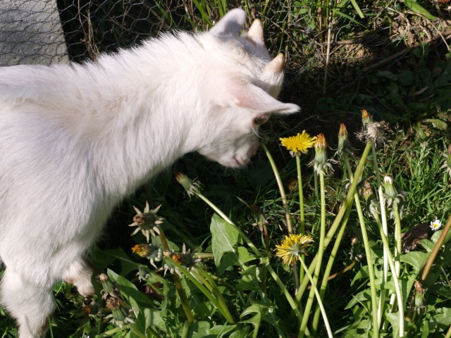 petite sortie sous le soleil !! P4260320