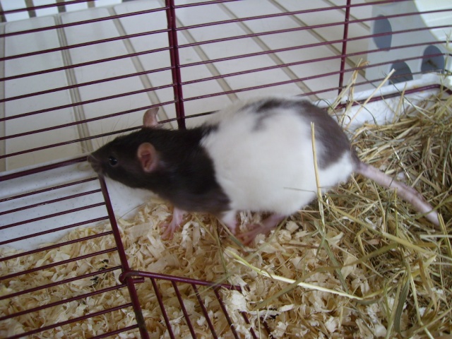 S.O.S.: Huit bébés rats à placer!!! Aidez-nous!!! (42) Sl703314