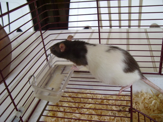 S.O.S.: Huit bébés rats à placer!!! Aidez-nous!!! (42) Sl703315