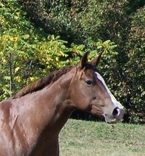 A VENDRE : Star Whiz, Jument Quarter Horse Misshe10
