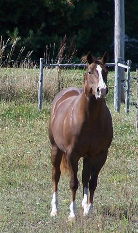 A VENDRE : Star Whiz, Jument Quarter Horse Missyf10