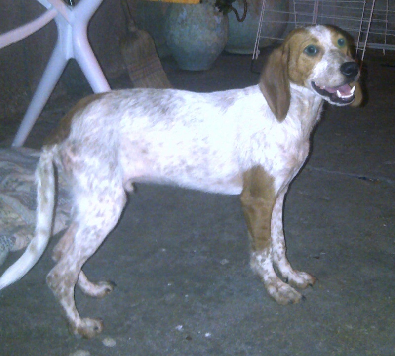 Scoobydoo, chiot 6 mois trouvé à Meria corse du nord - adopté Img-2010