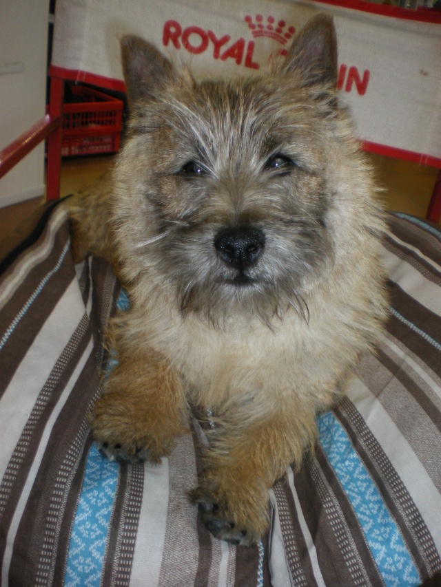 BALMA -adte - adoptiondesterriersecossais@gmail.com Calin110