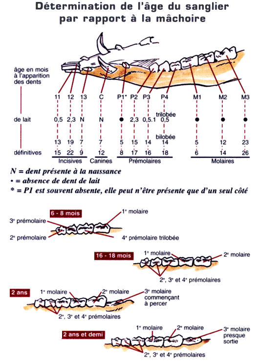 quel age avait il ? - Page 2 Dents10