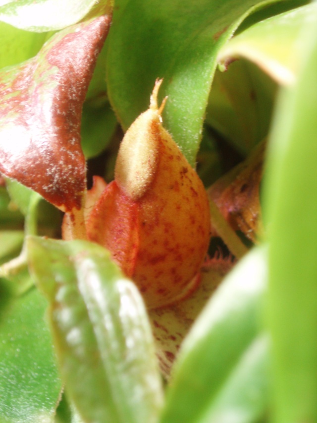 Nepenthes... P3020112