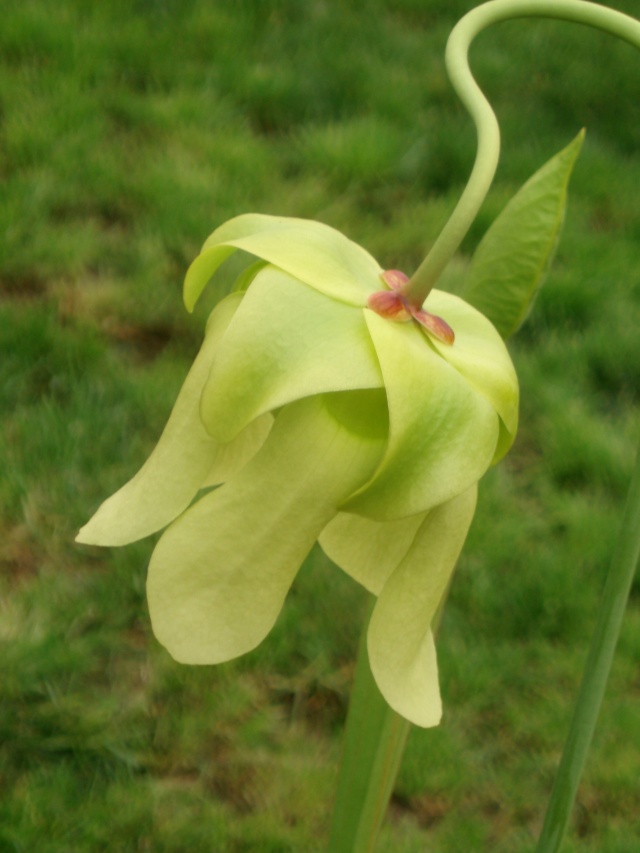 Sarracenia flava var. ornata 'Super Ornata' in flower P4230413