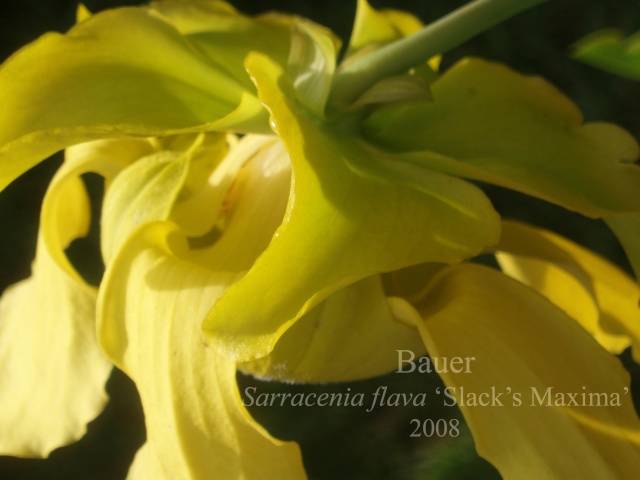 Sarracenia flava 'Slack's Maxima' - Flowering P5040012