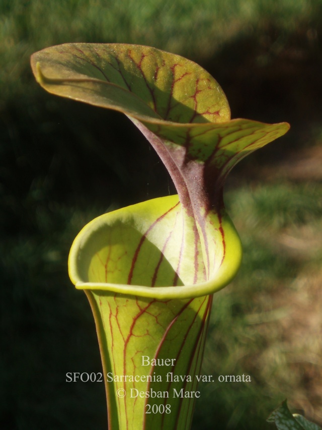 Quelques Sarracenia flava... P5130014