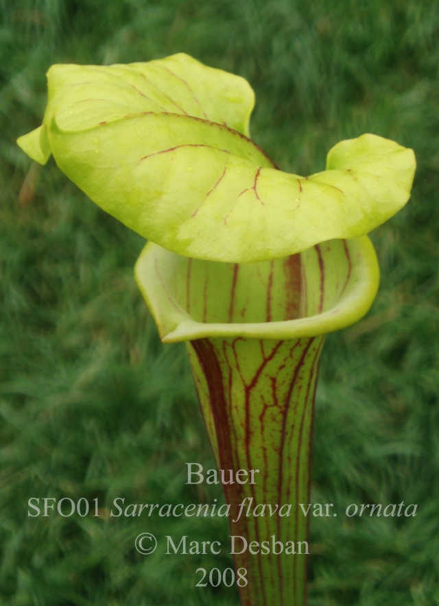 SFO01 Sarracenia flava var. ornata - USA, NC. P5150013