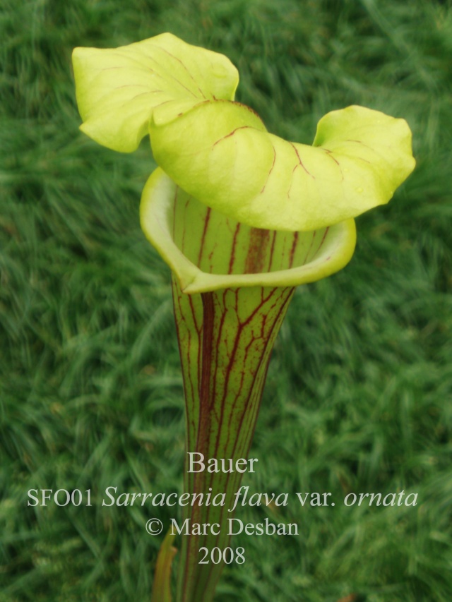 SFO01 Sarracenia flava var. ornata - USA, NC. P5150014